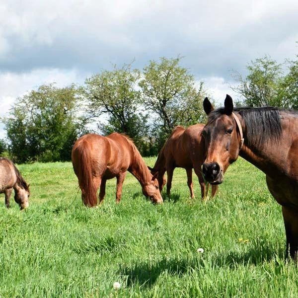 Pension pour chevaux à Salettes, Haute-Loire